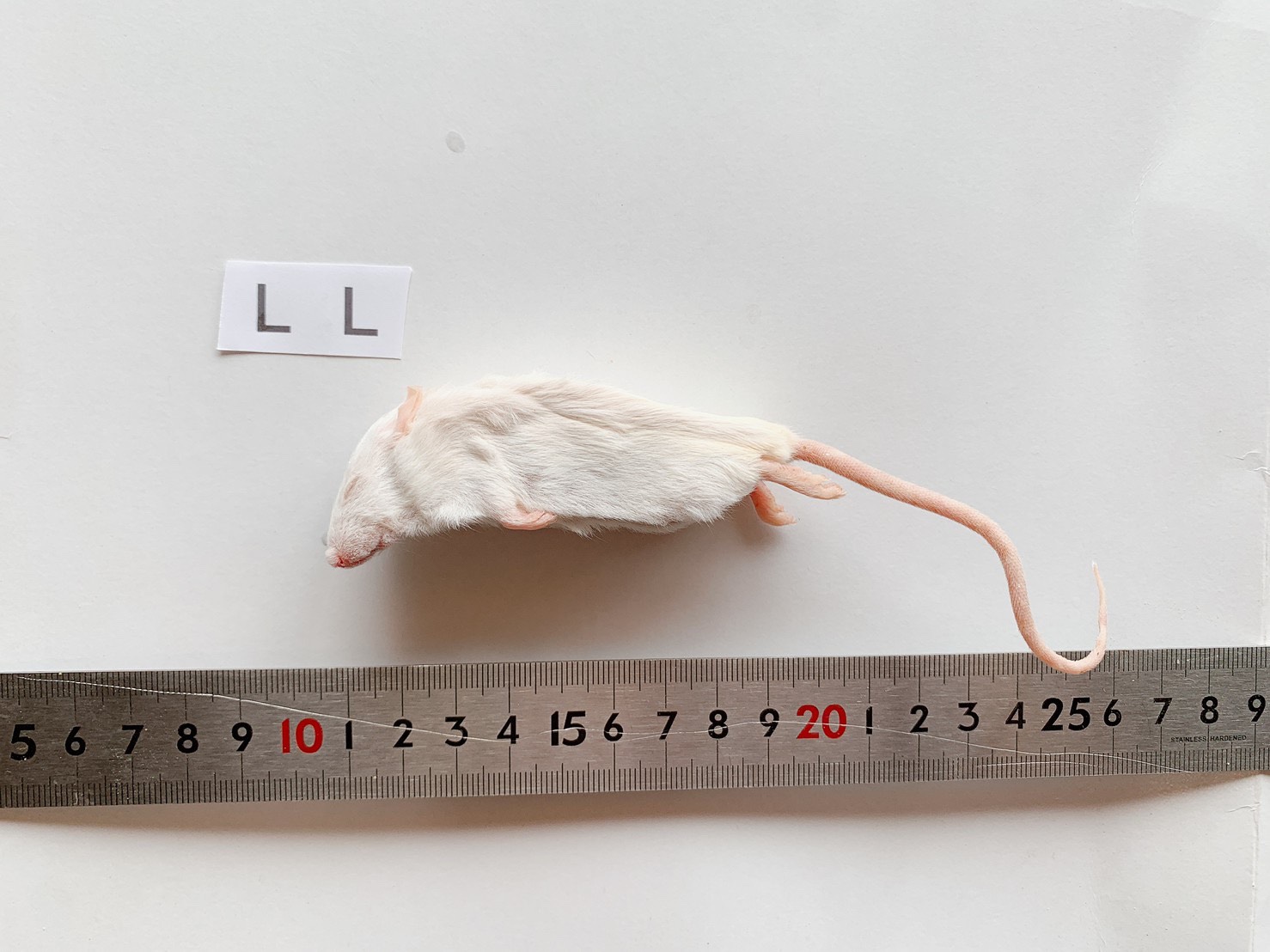 冷凍マウス（アダルトLL）10匹パック ～30g